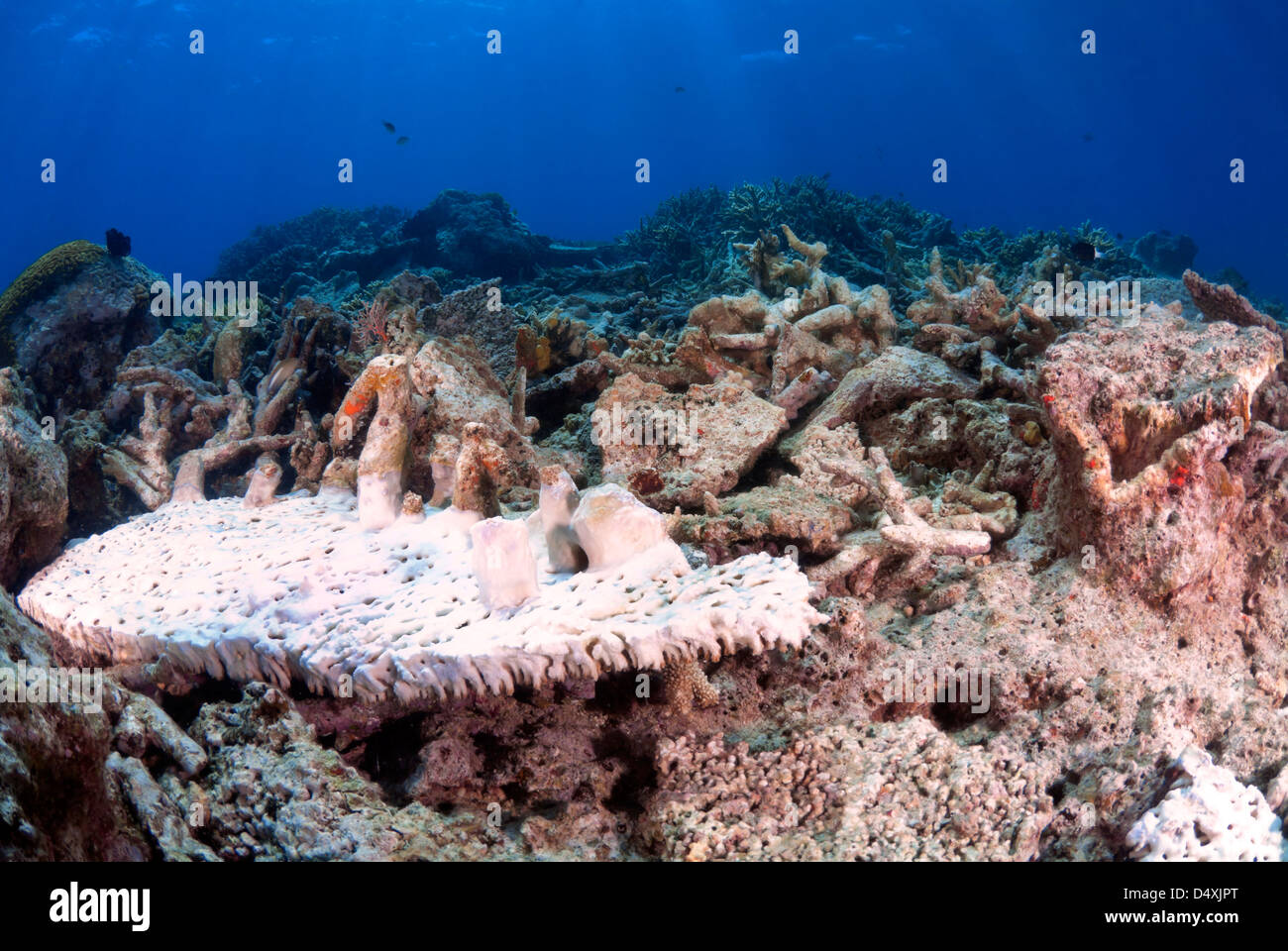 Beschädigt, gebleicht Platte Korallen Fungiidae nach Zyklon Yasi, Great Barrier Reef und Coral Sea Port Douglas, Queensland, Australien Stockfoto