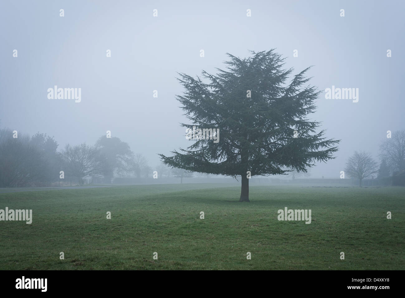 Einsamer Baum im Nebel Stockfoto