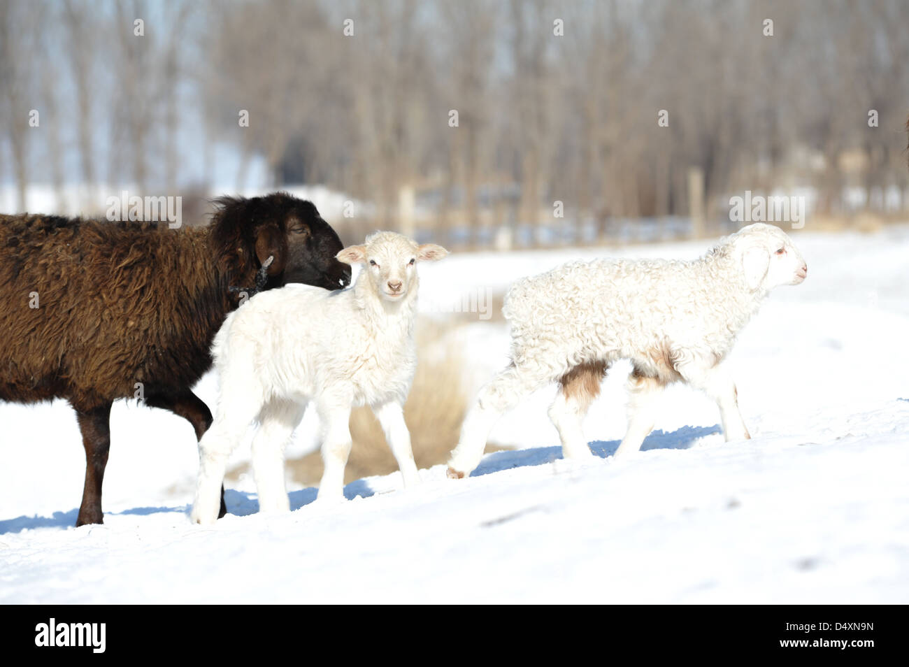 Zwei weiße kleine Lämmer mit einem Erwachsenen Stockfoto