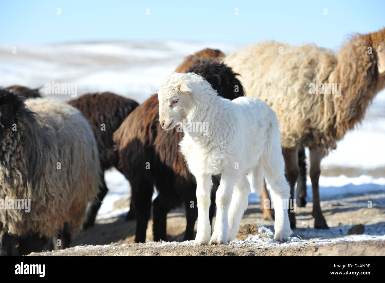 Weißes kleines Lamm unter Gruppe von Schafen Stockfoto