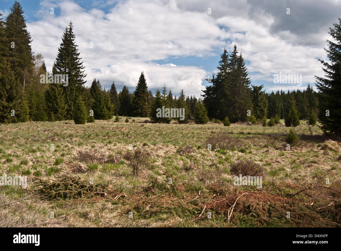 Wiese mit Bäumen um blauen Himmel und Wolken am Ort genannt Rijiste auf Sumava Nationalpark in der Nähe von Nova Pec Dorf in der Tschechischen Republik Stockfoto