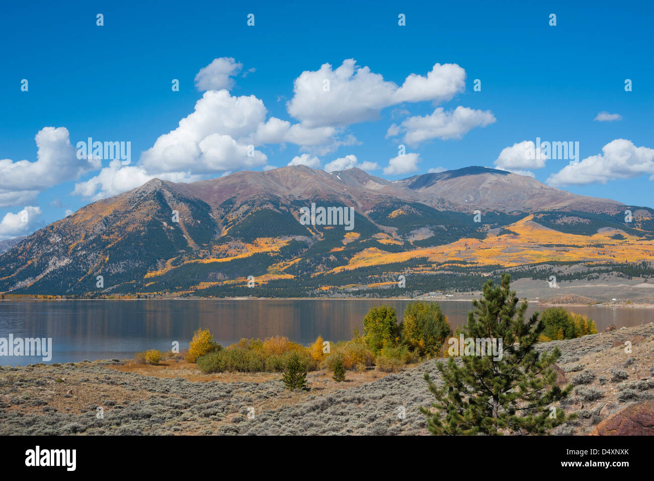 Hier halten die Gold- und Orangen von Espen und Pappeln auf der Bergseite des höchsten Peak in Colorado, Mount Elbert. Stockfoto