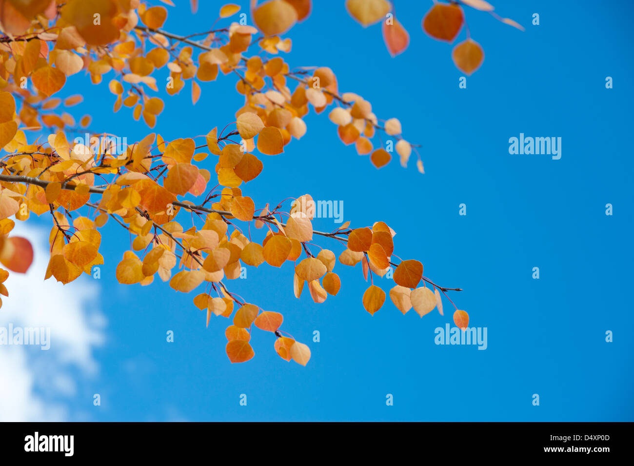 Die meisten Espe Bäume wiederum Gold im Herbst aber dieses Baumes eine spektakuläre Orange Sport, wenn seine Blätter einen Wechsel der Jahreszeit in der Luft spüren Stockfoto