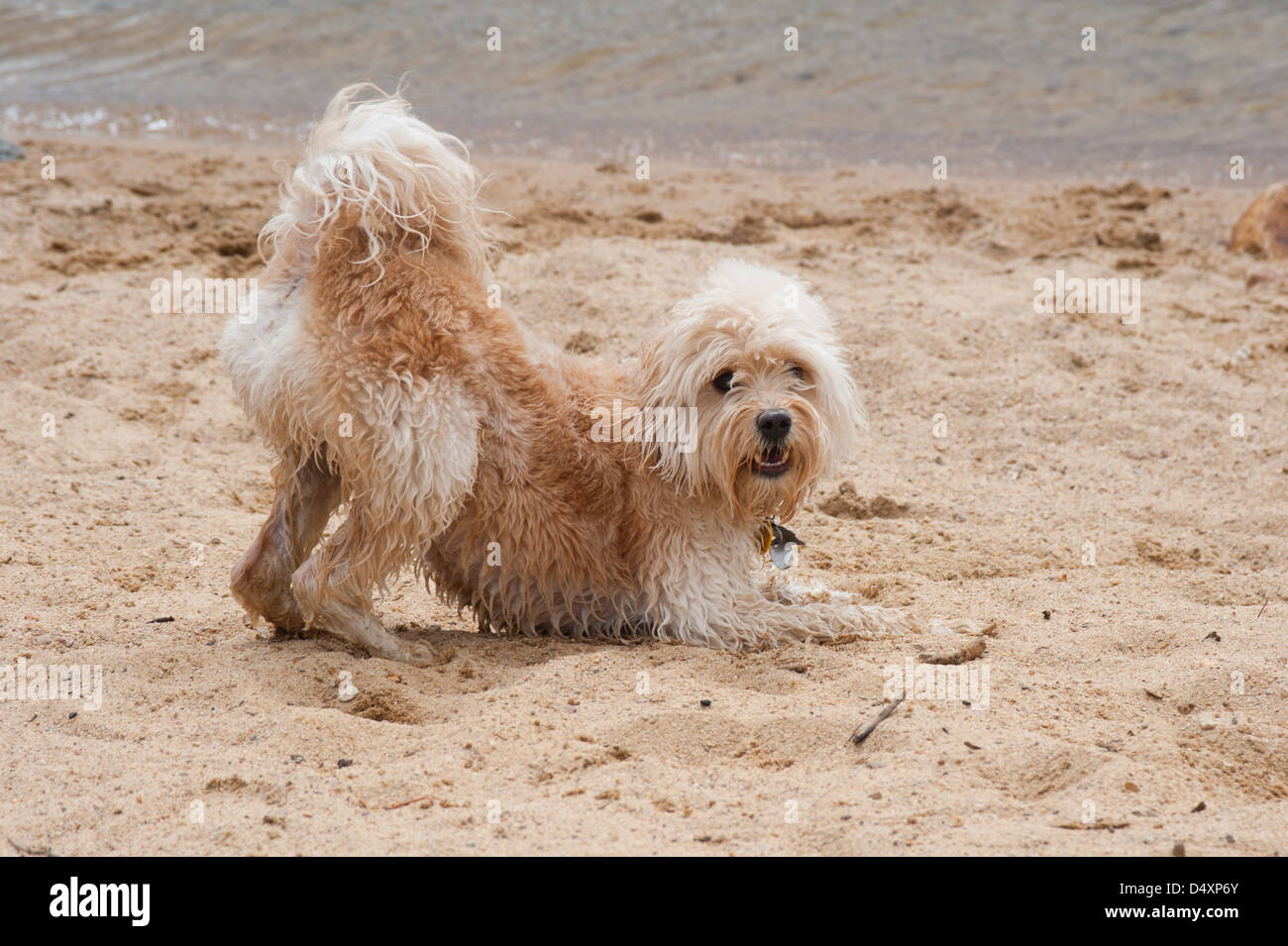 Ein Hund aus der lokalen Humane Society übernommen genießt sein neue Leben, wie er auf einem sandigen Strand tollt. Stockfoto