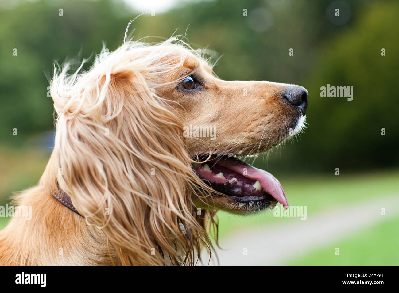 Profil von Schuss in den Kopf von einen goldenen arbeiten Cocker Spaniel genommen auf dem "South of France" Feld in Southborough, Kent, UK Stockfoto