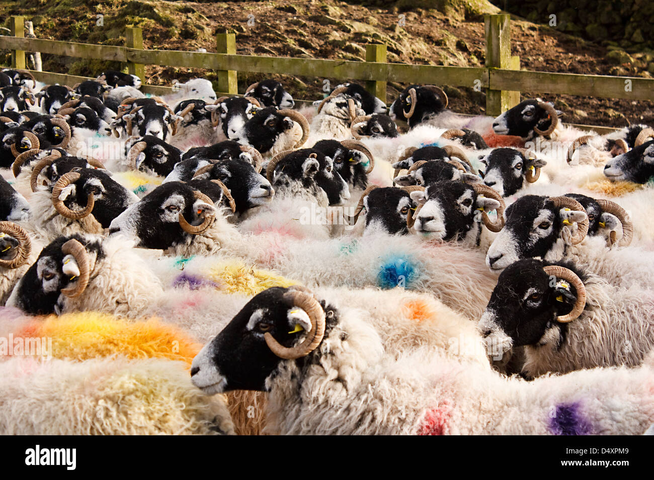 Herde von Swaledale Schafen eine gemeinsame inländische Farmtier alle Lager zur Identifizierung markiert vor dem Markt oder Auktion Stockfoto