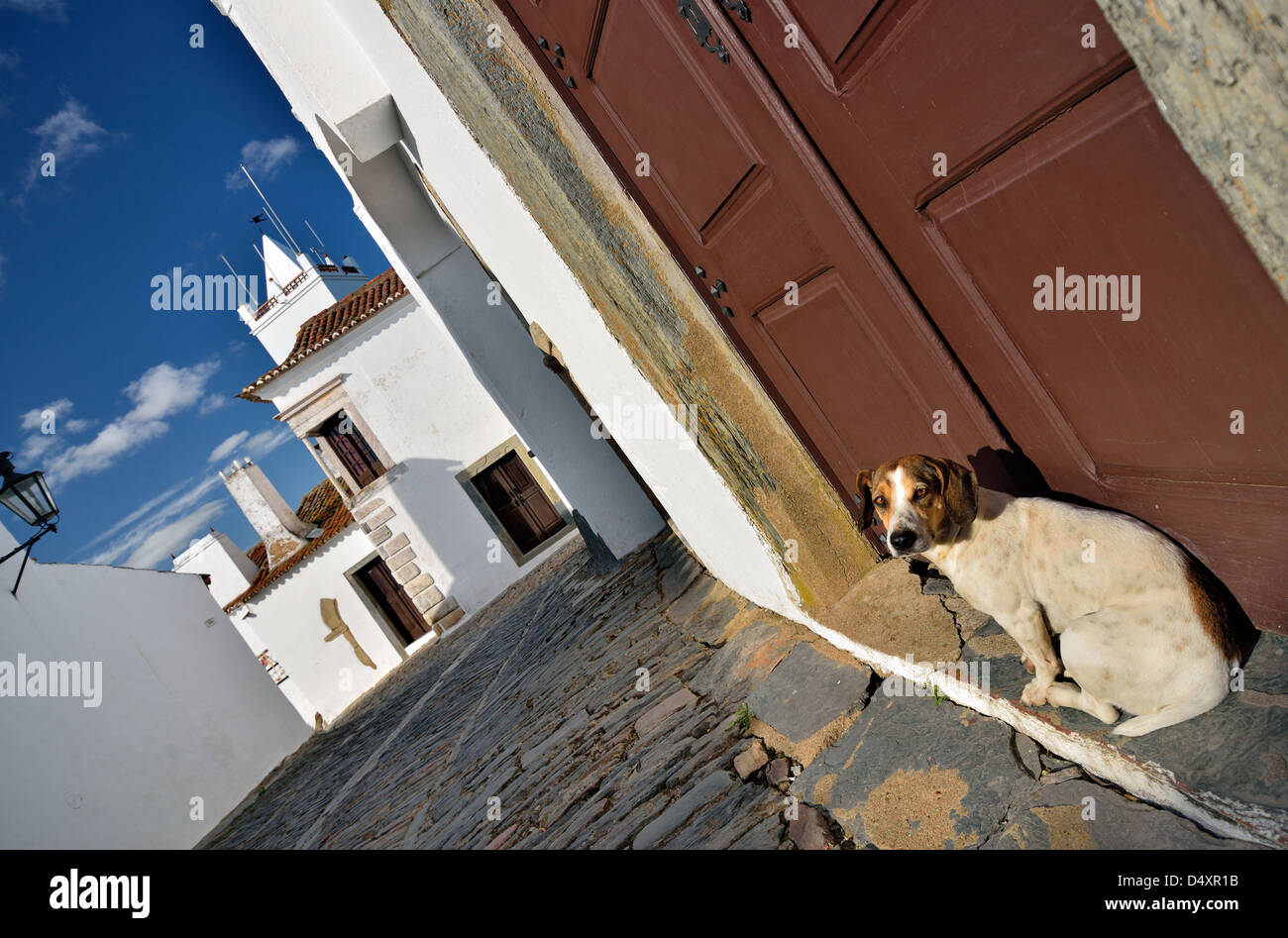 Portugal, Alentejo: Hundesitting im Eingangsbereich eines mittelalterlichen Hauses im historischen Dorf Monsaraz Stockfoto