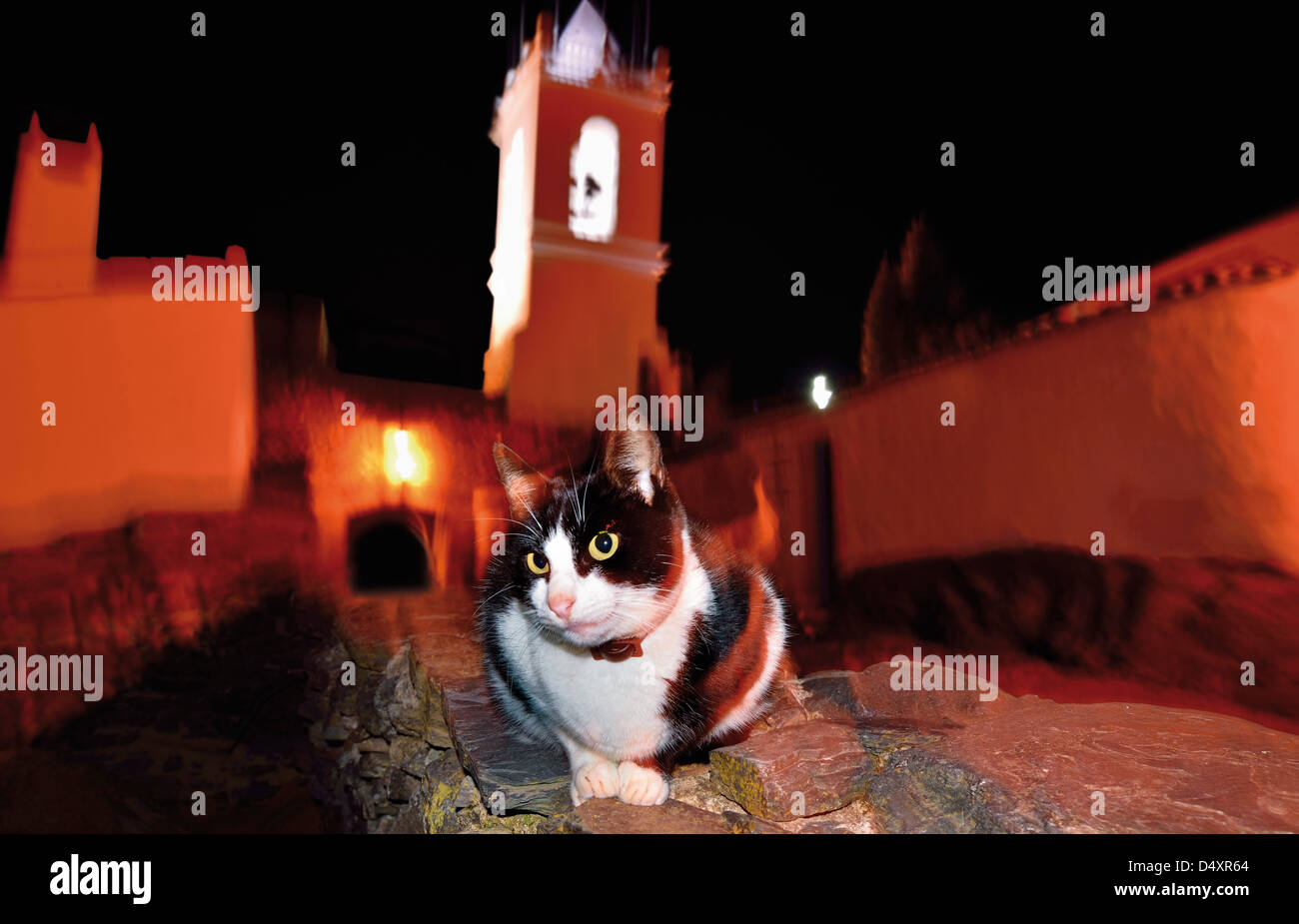 Portugal, Alentejo: Katze sitzt in einer Gasse des historischen Dorfes Monsaraz Stockfoto