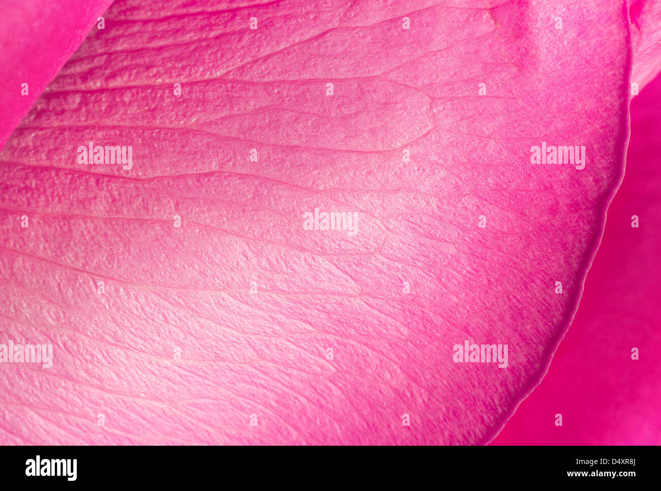 Rosa rose Petal Closeup Hintergrund Stockfoto
