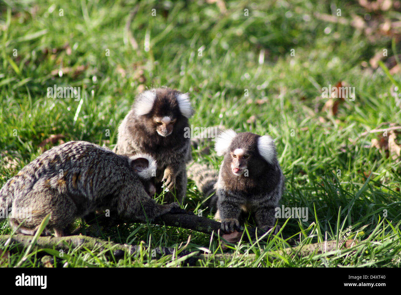 marmoset Stockfoto