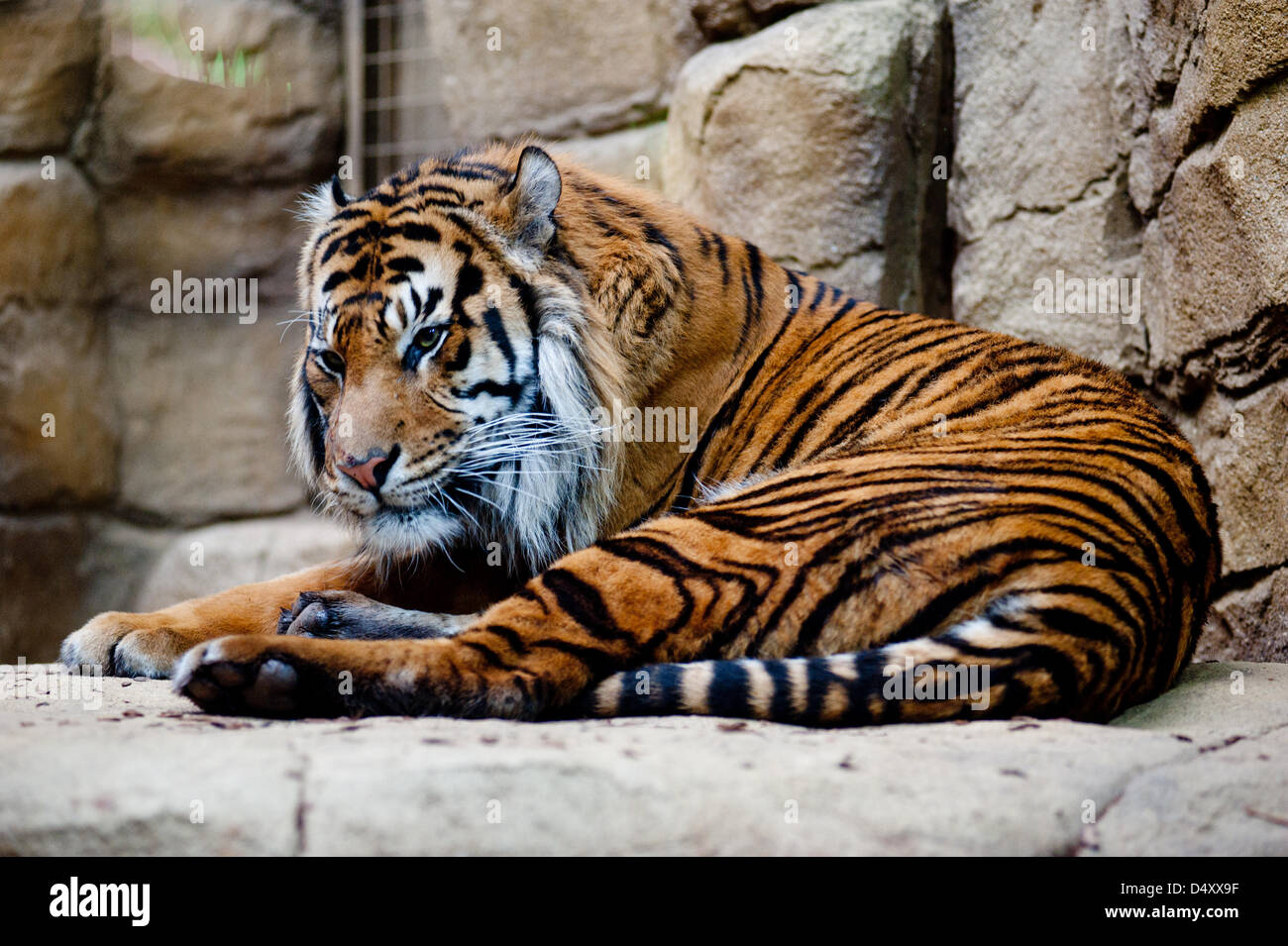 London, UK. 20. März 2013. ZSL London Zoo brandneue Sumatran Tiger Gehäuse ist von HRH The Duke of Edinburgh offiziell eröffnet. Tiger Territory, ein £3. 6m Projekt ist Heimat von Jae-Jae und Melati, Europas meist genetisch wichtige paar der Sumatra-Tiger, die durch die globale Zuchtprogramm für die vom Aussterben bedrohten Arten zugeordnet wurden. Es öffnet sich der Öffentlichkeit auf Freitag, 22. März 2013. Bildnachweis: Piero Cruciatti / Alamy Live News Stockfoto