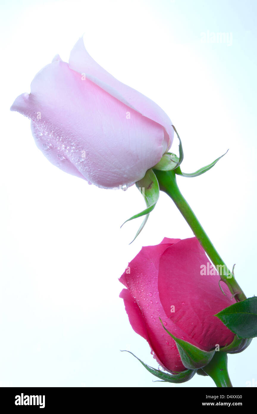 Zwei schöne Rosen. eine rose ist rosa und andere Rose ist rot. Rosen sind auf dem weißen Hintergrund mit Tautropfen. Vergrößerung Stockfoto