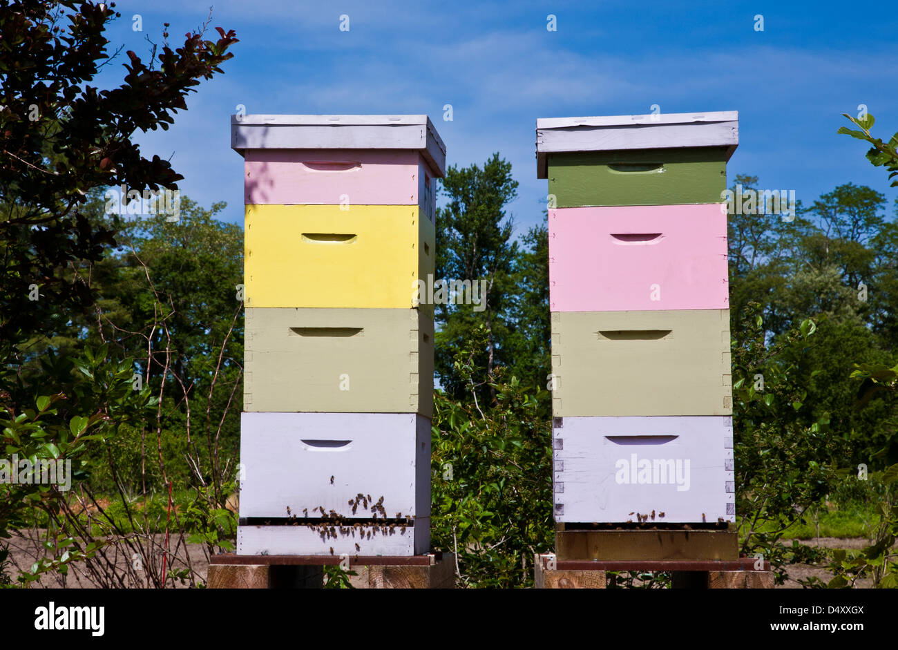 Nahaufnahme farbenfrohe Bienenstöcke aus Holz auf einer Honigfarm in Freehhold Twp., New Jersey, USA, Monmouth County, Frühlingsfarmprodukte, NJ Stockfoto