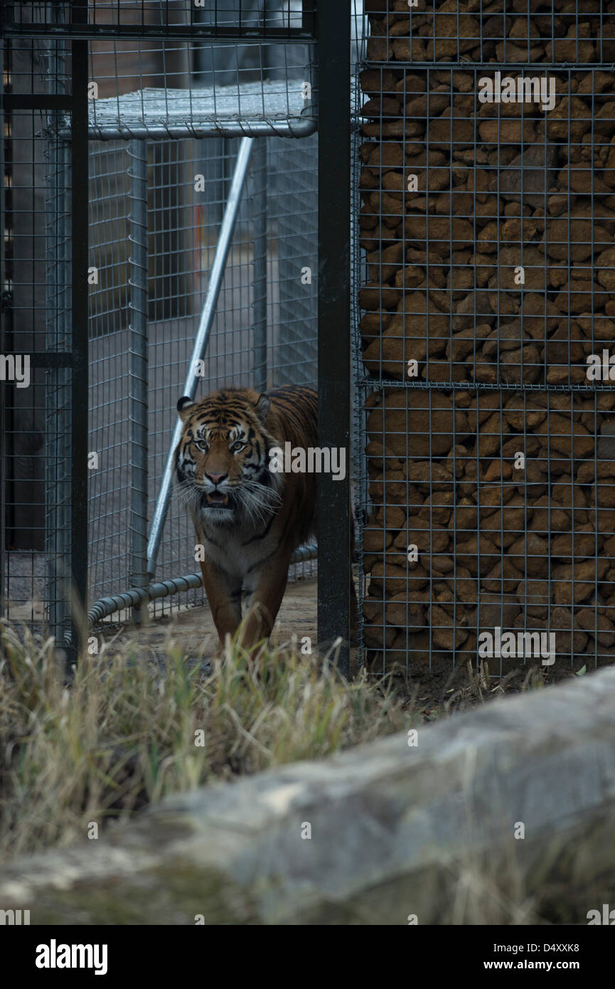 London, UK. 20. März 2013. HRH The Duke of Edinburgh besucht ZSL London Zoo öffnen offiziell das neue £3. 6m Tiger Territory, der Heimat des Sumatra-Tiger, Jae-Jae und Melati. Der neue 2, ist 500 qm Gehege fünfmal größer als die vorherige Ausstellung komplette Bäume und benutzerdefinierte Schwimmbad gebaut. Sumatra-Tiger sind auf der Liste bedrohter Arten mit nur 300 Links in freier Wildbahn. Jae-Jae und Melati haben über 14000 Meilen gereist, um gebracht werden um das Zuchtprogramm zu erhöhen. Bildnachweis: Allsorts Stock Foto/Alamy Live-Nachrichten Stockfoto