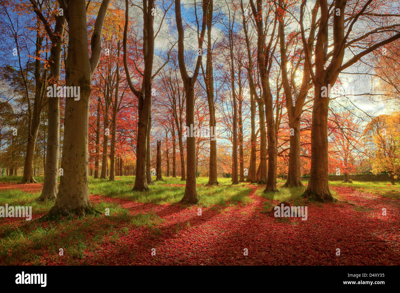 HDR-Bild des späten Herbstes Licht im Phoenix Park, Dublin, Irland. Stockfoto