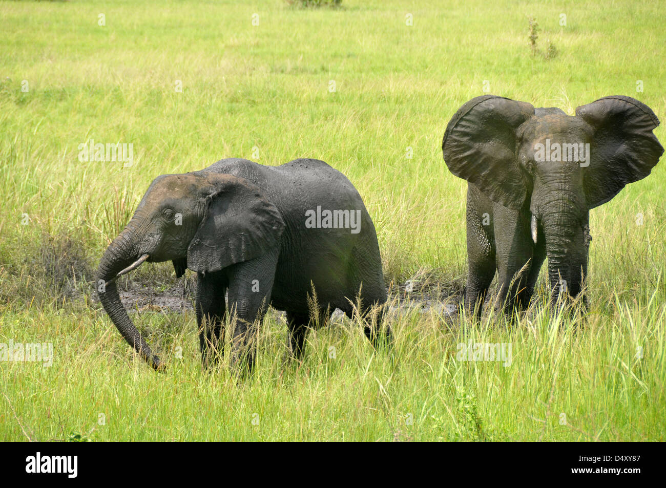 Baby-Elefanten in Ugandas Queen Elizabeth National Park Stockfoto