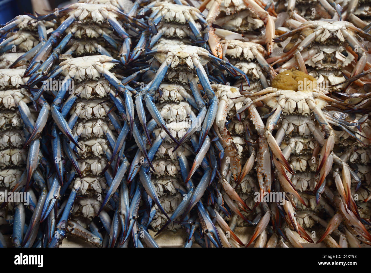 Nahaufnahme Detail der Krabben am Fischmarkt, Dubai, Vereinigte Arabische Emirate Stockfoto