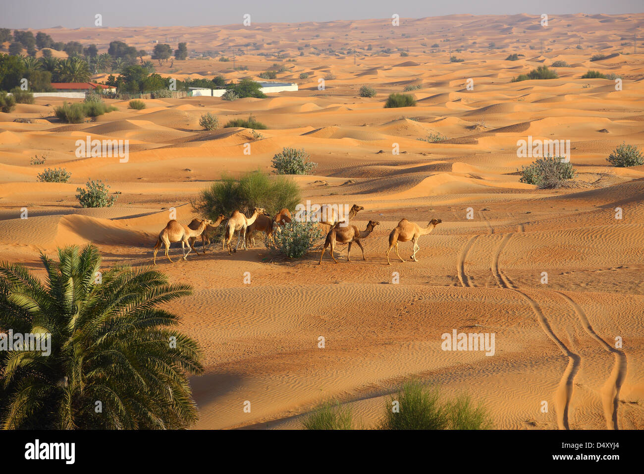 Kamele in der arabischen Wüste, Dubai, Vereinigte Arabische Emirate Stockfoto