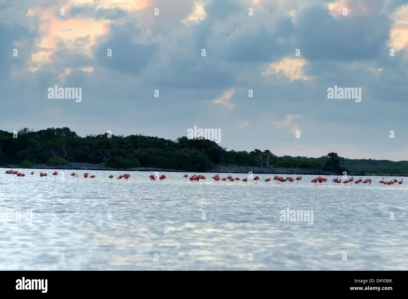 Flamingos in einem Salz Teich, Anegada, British Virgin Islands. Stockfoto