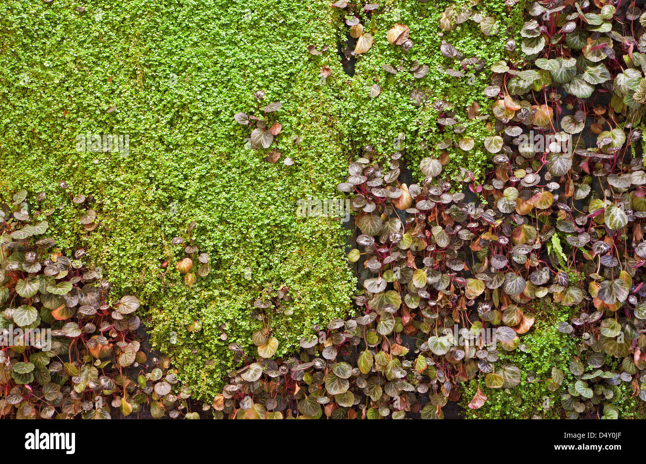Grüne Wand - vertikalen Garten Stockfoto