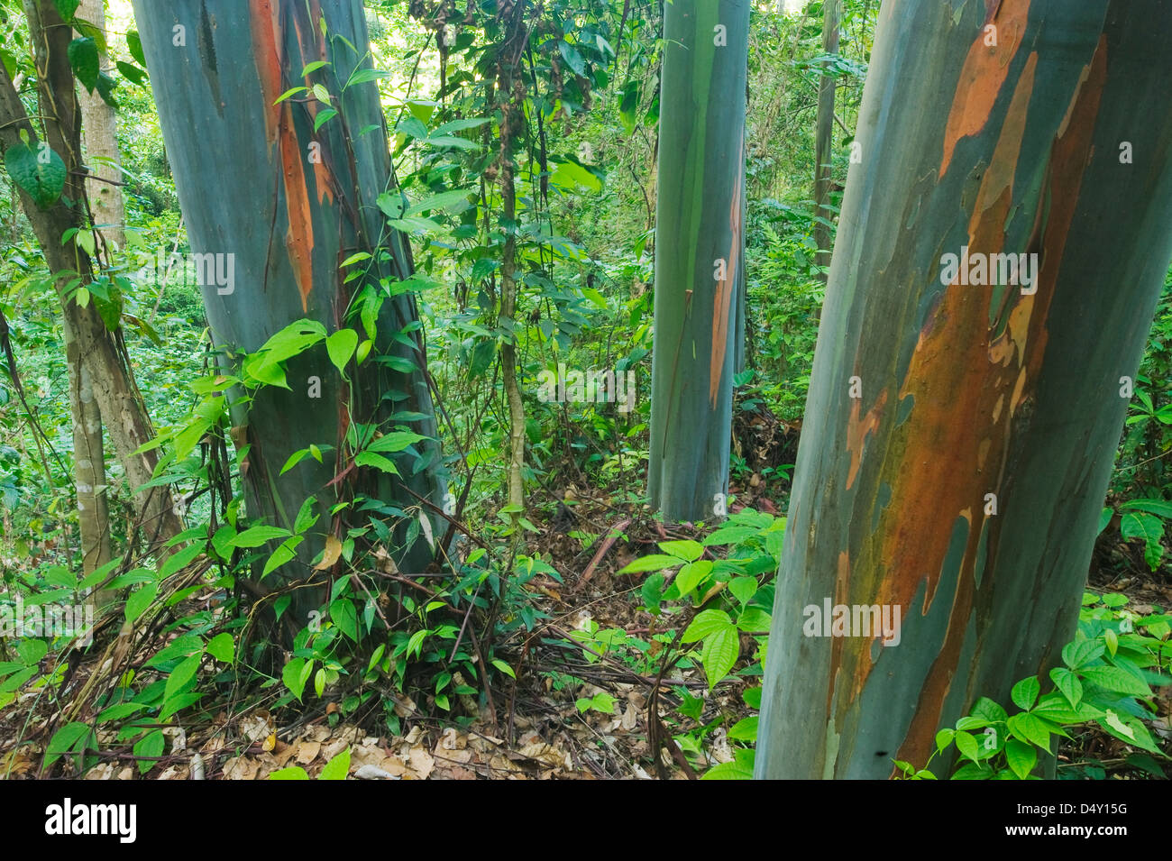 Regenbogen Gum (Eucalyptus Deglupta) Native Eukalyptus-Wald, Tompotika Halbinsel, Zentral-Sulawesi, Indonesien Stockfoto