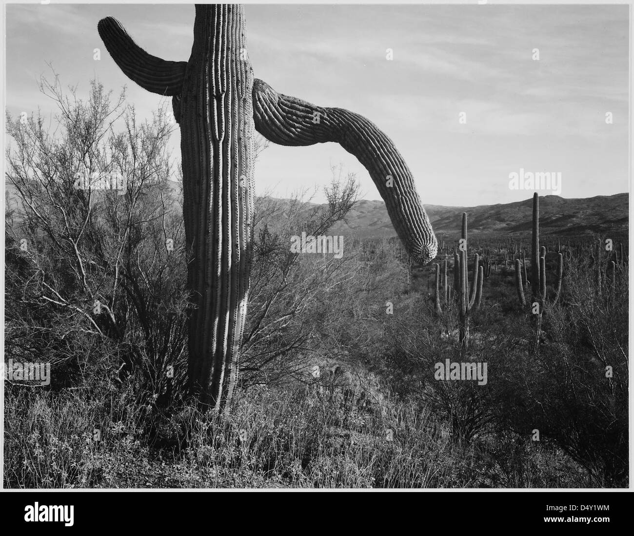 Ansel Adams nahm die Landschaft des Saguaro National Monument in Arizona auf und zeigt den berühmten Saguaro-Kakteen in seiner natürlichen Umgebung. Dieses Schwarzweiß-Bild hebt die weite Wüstenlandschaft und die unverwechselbare Form der Kakteen hervor. Stockfoto