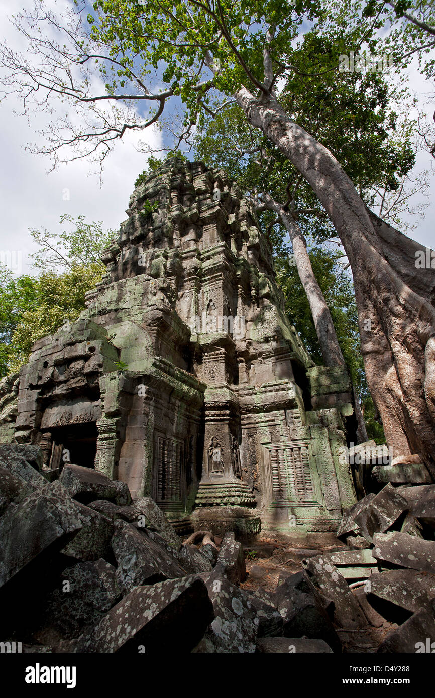 Ta Prohm Tempel. Angkor. Kambodscha Stockfoto