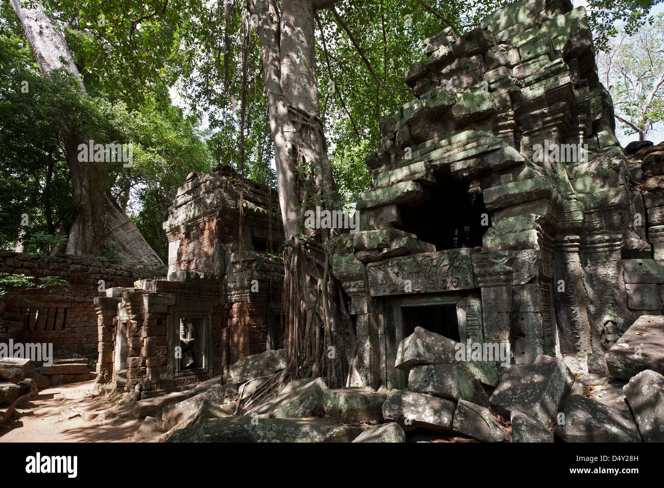 Ta Prohm Tempel Ruinen. Angkor. Kambodscha Stockfoto