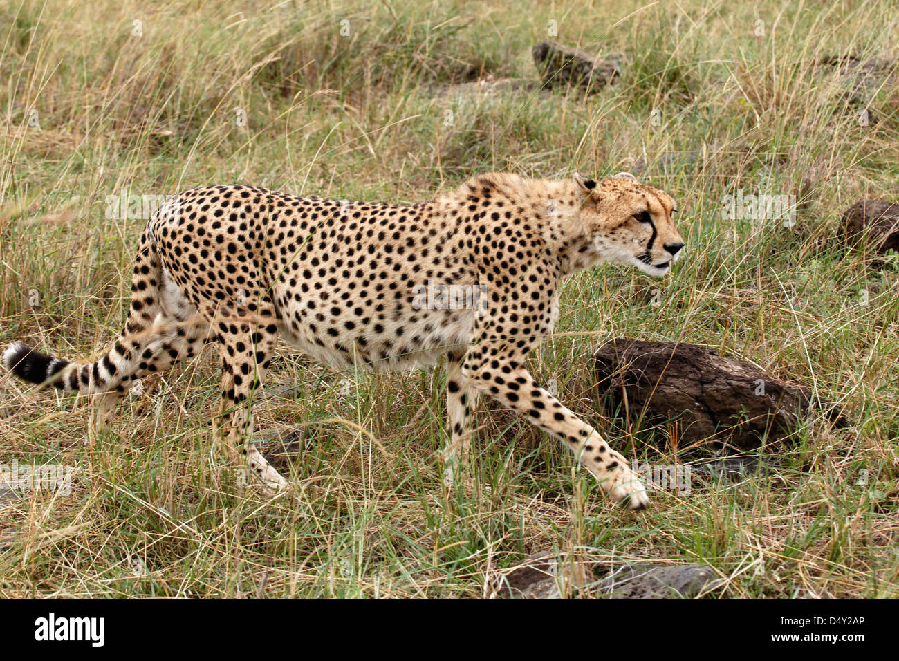 Gepard, Massai Mara, Kenia Stockfoto