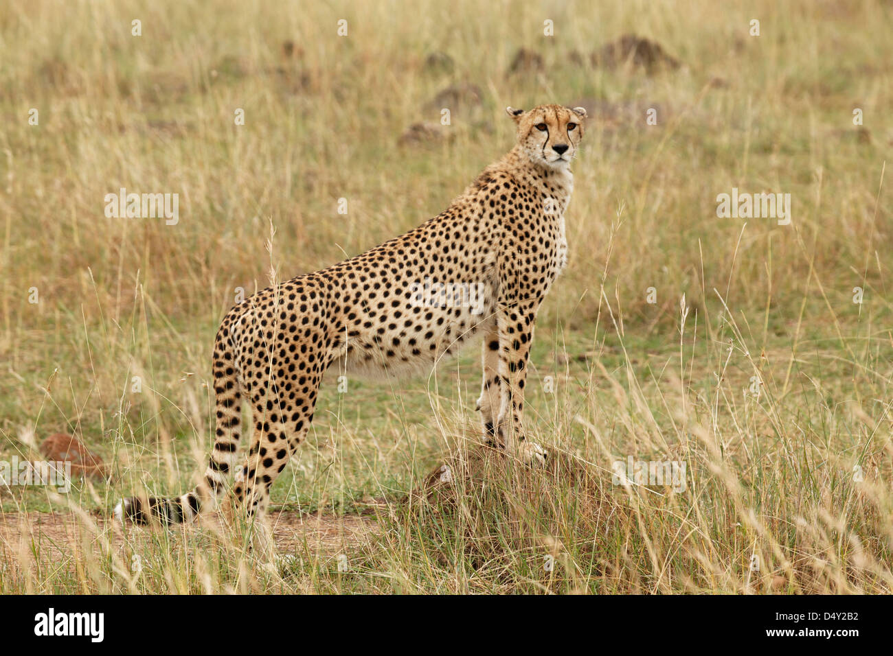 Gepard, Massai Mara, Kenia Stockfoto