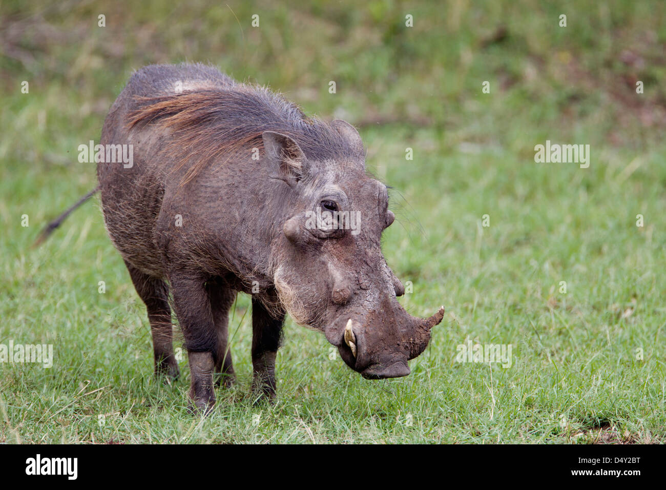 Warzenschwein, Massai Mara, Kenia Stockfoto
