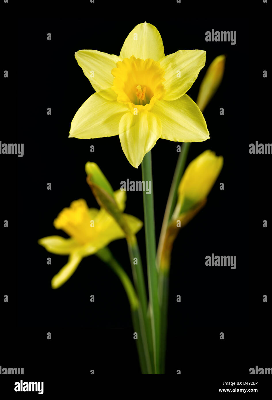 Narzisse Stockfoto