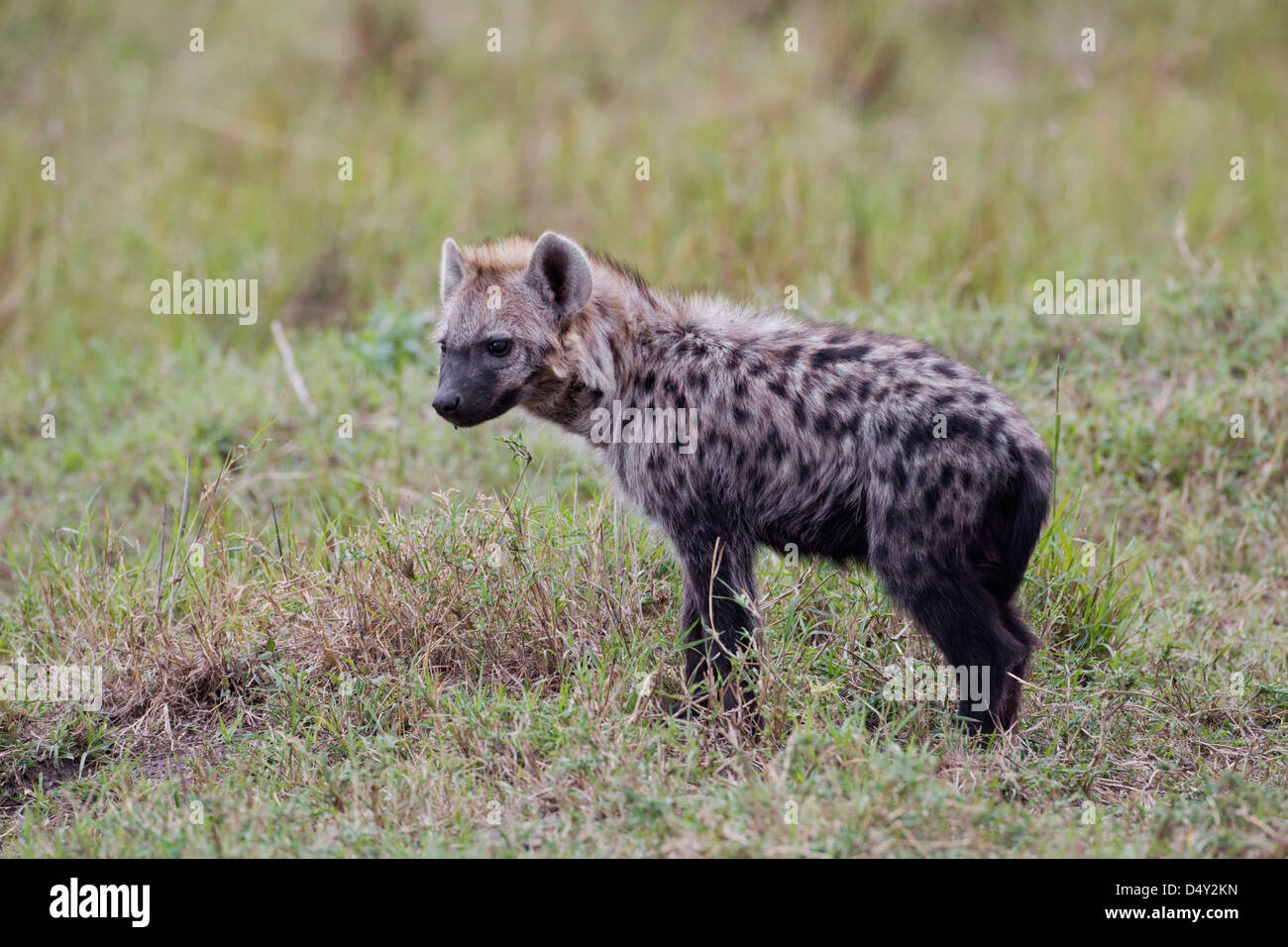 Gefleckte Hyäne, Massai Mara, Kenia Stockfoto