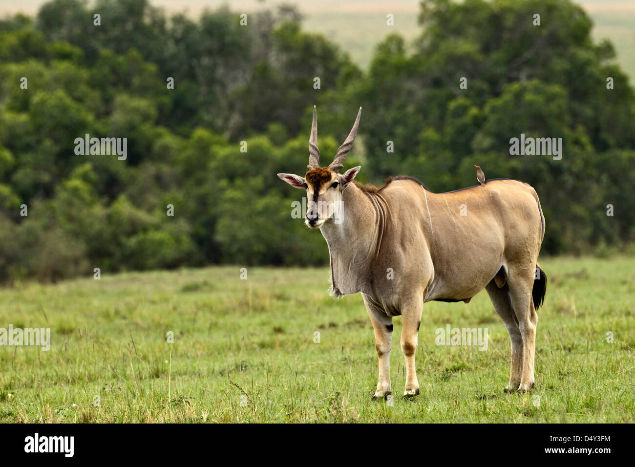 Eland (Tauro Oryx) Kenias größte Antilopenart Stockfoto