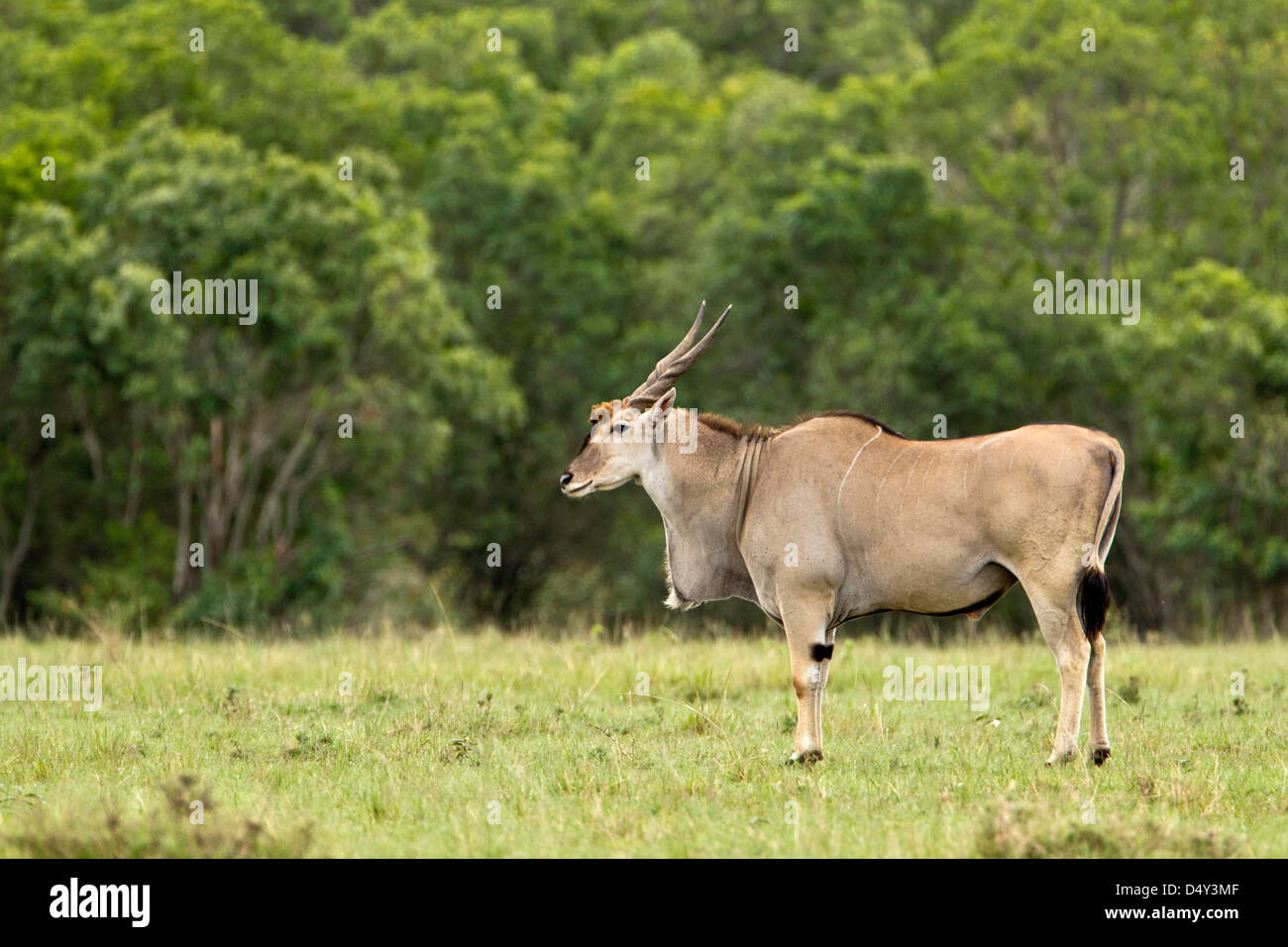 Eland (Tauro Oryx) Kenias größte Antilopenart Stockfoto