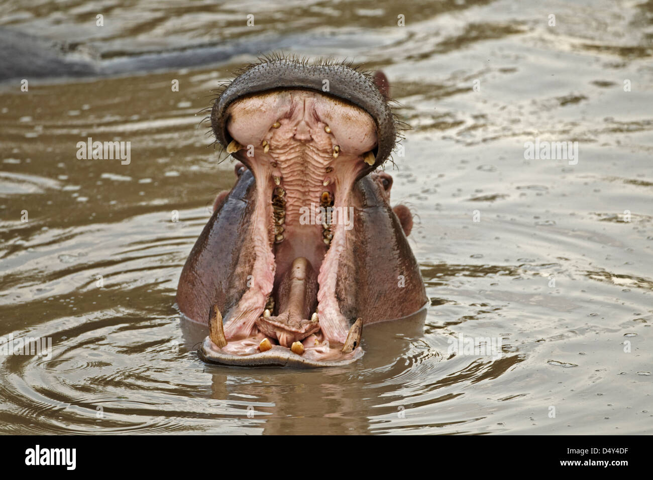 Nilpferd Bedrohung anzeigen, Mara River, Masai Mara, Kenia Stockfoto