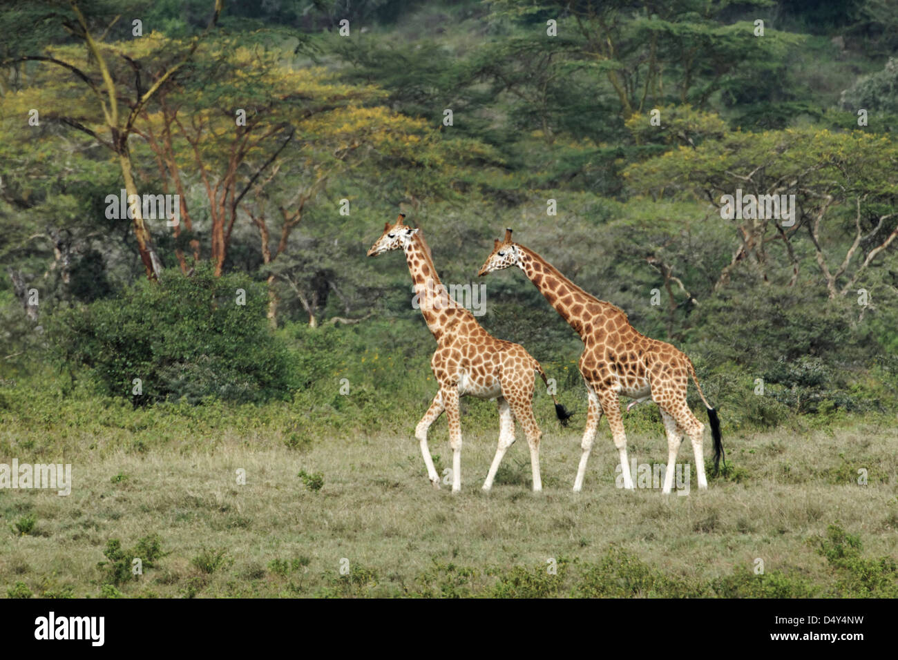 Rothschild Giraffen, Lake-Nakuru-Nationalpark, Kenia Stockfoto