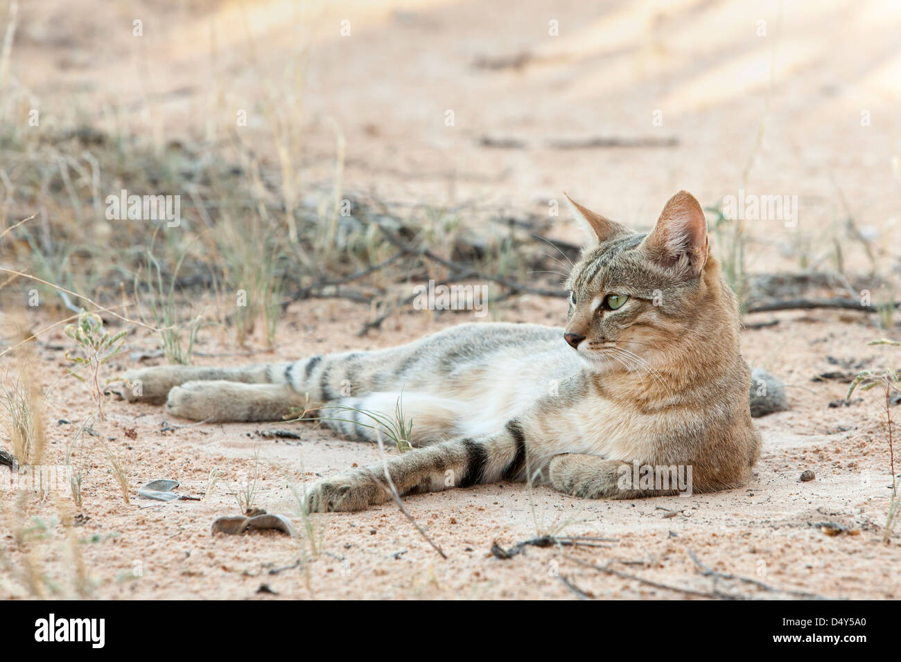 Afrikanische Wildkatze (Felis Lybica), Kgalagadi Transfrontier Park, Südafrika, Januar 2013 Stockfoto
