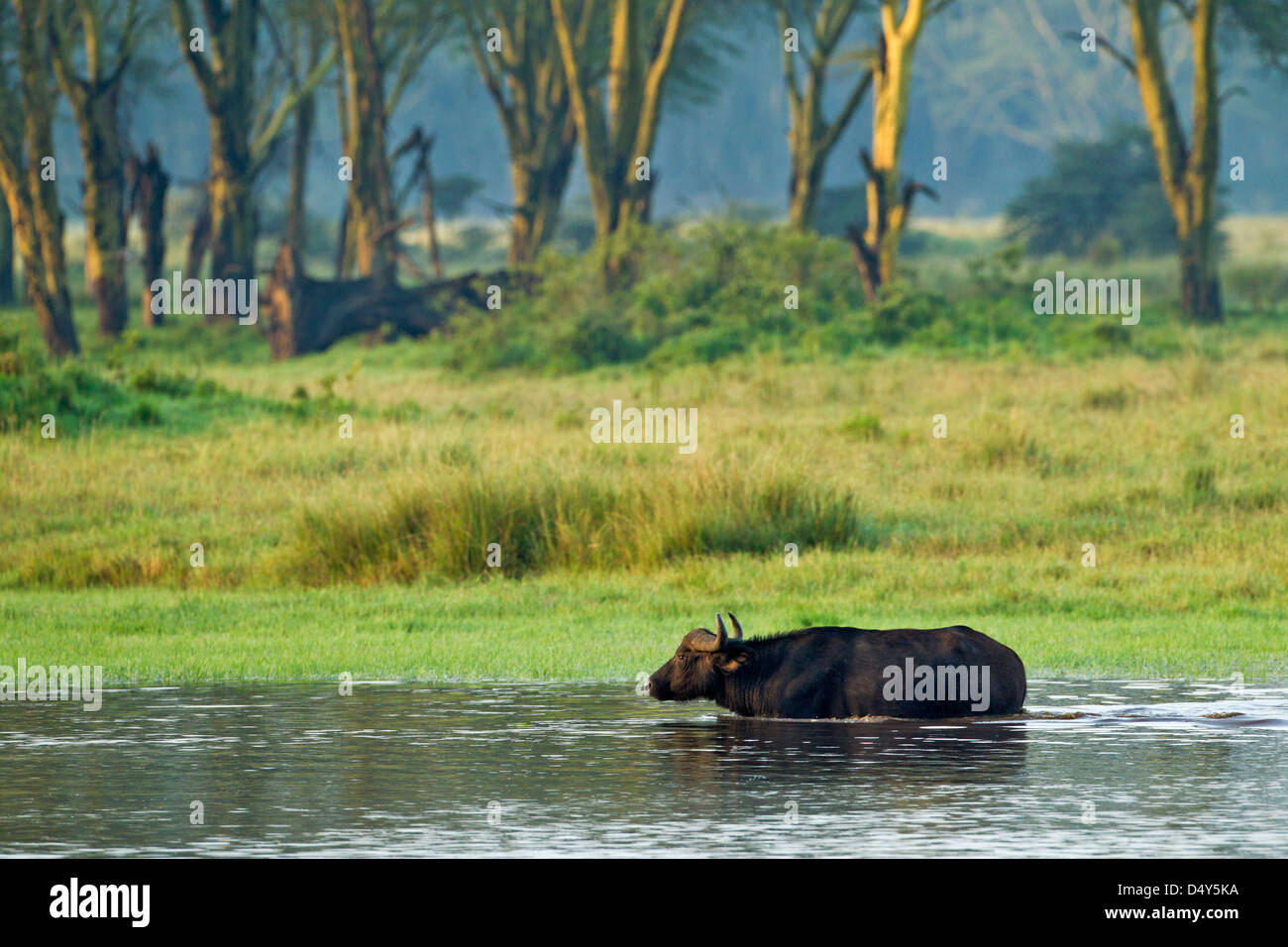 Büffel überqueren überschwemmtes Gebiet des Lake Nakuru, Lake-Nakuru-Nationalpark, Kenia Stockfoto