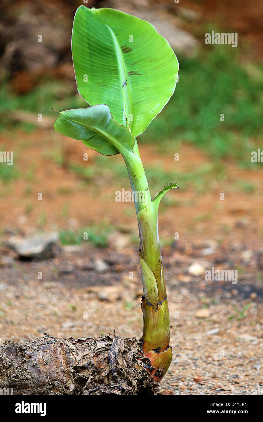 Neue Baby-Bananenpflanze wchst nach dem Winter Stockfotografie - Alamy