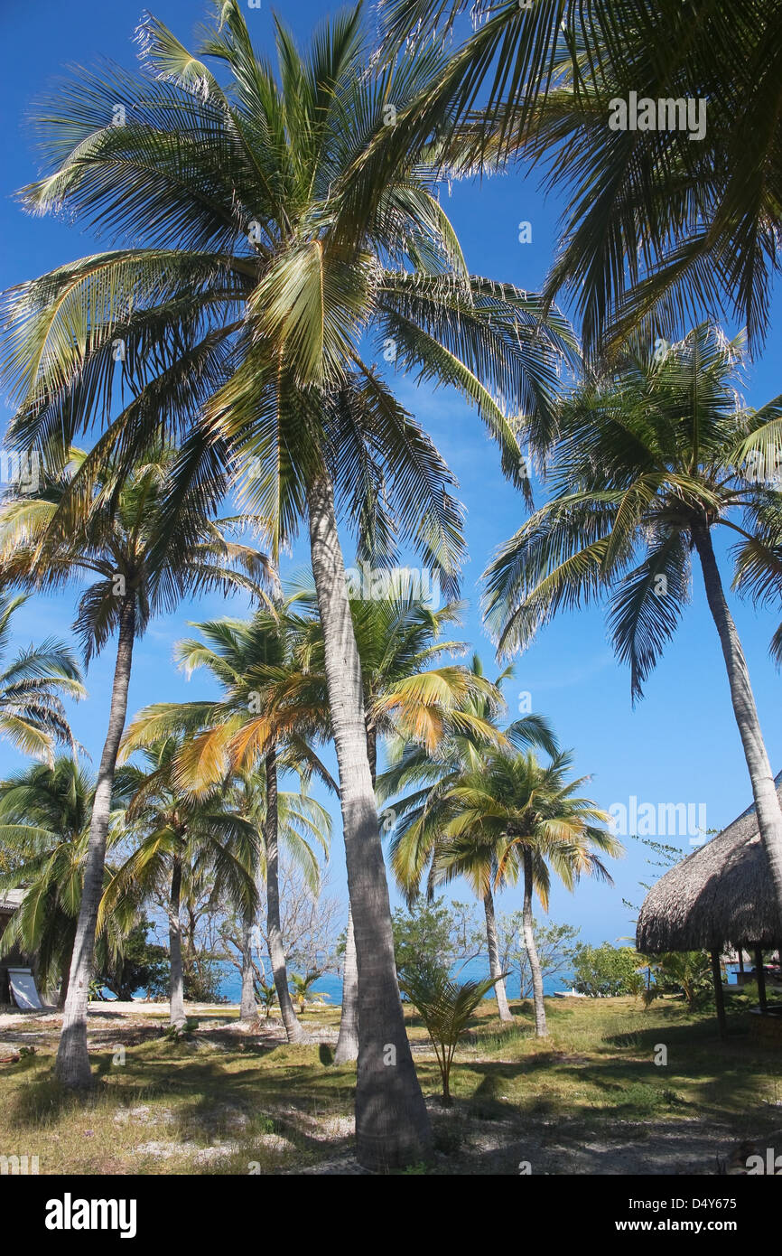 Playa Blanca auf der Insel Baru. Cartagena de Indias. Kolumbien Stockfoto