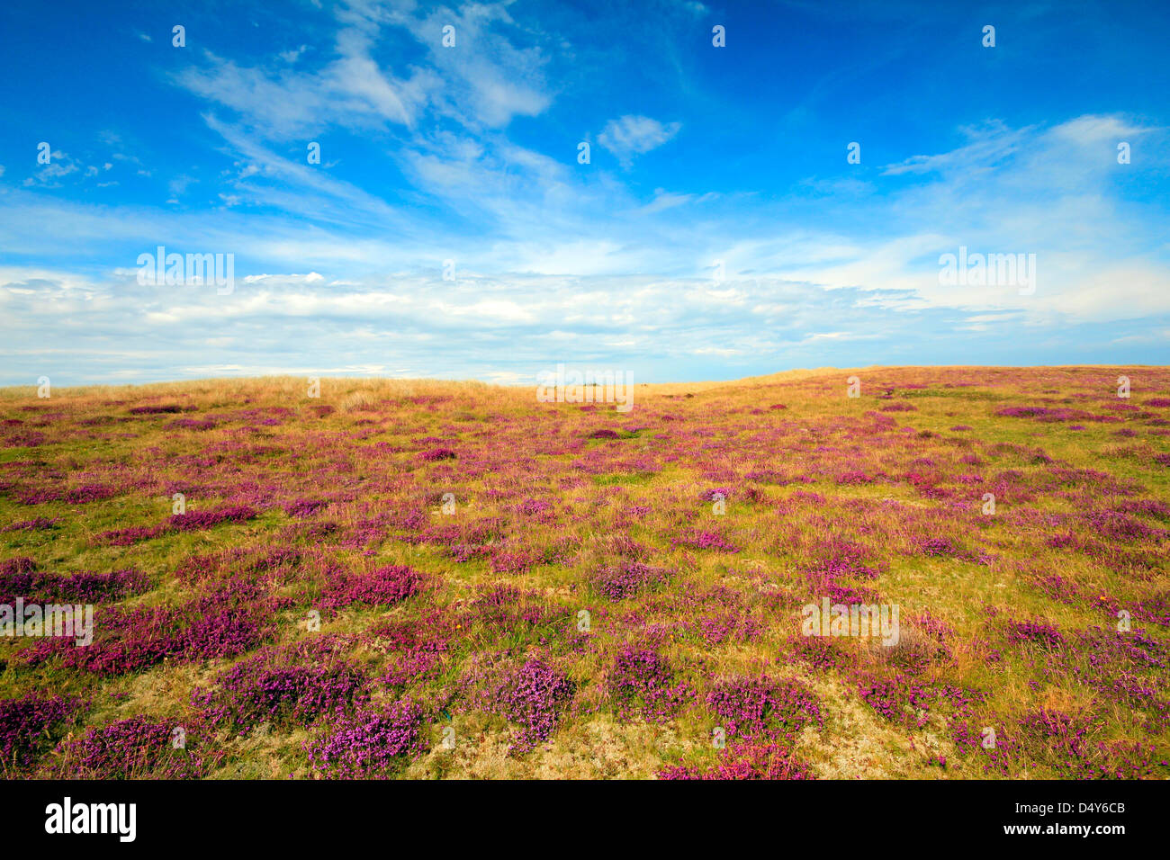 schöne lila Heidekraut bedeckt Moorland im Herbst vor einem blauen Himmel mit weißen Wolken Stockfoto