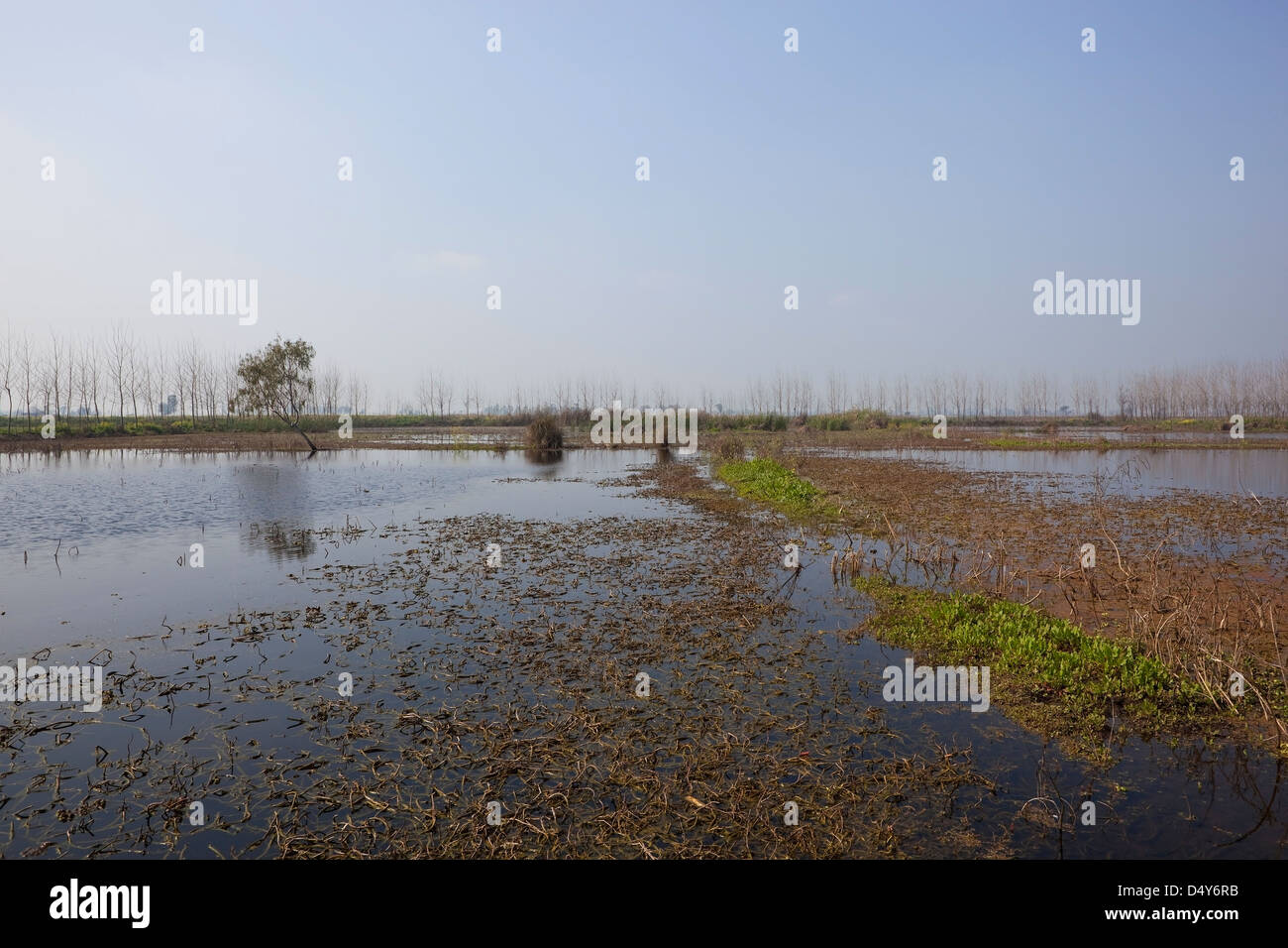 Sümpfe des Keshopur Wetland reserve in der Nähe von Gurdaspur im indischen Bundesstaat Punjab Stockfoto