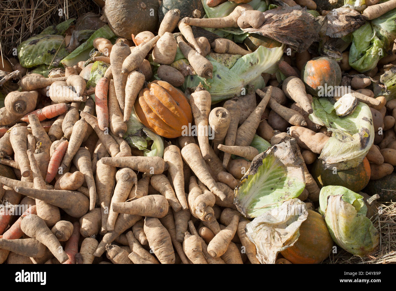 Community Supported Agriculture (CSA) Bauernhof verworfen hat beschädigt Gemüse in ein Kompost-Haufen. Stockfoto