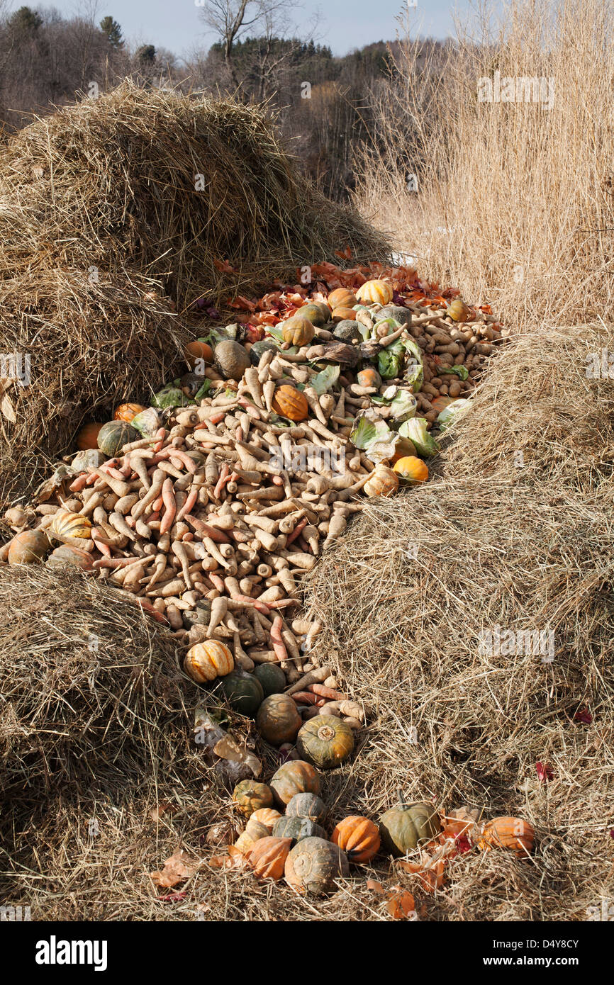 Community Supported Agriculture (CSA) Bauernhof verworfen hat beschädigt Gemüse in ein Kompost-Haufen. Stockfoto