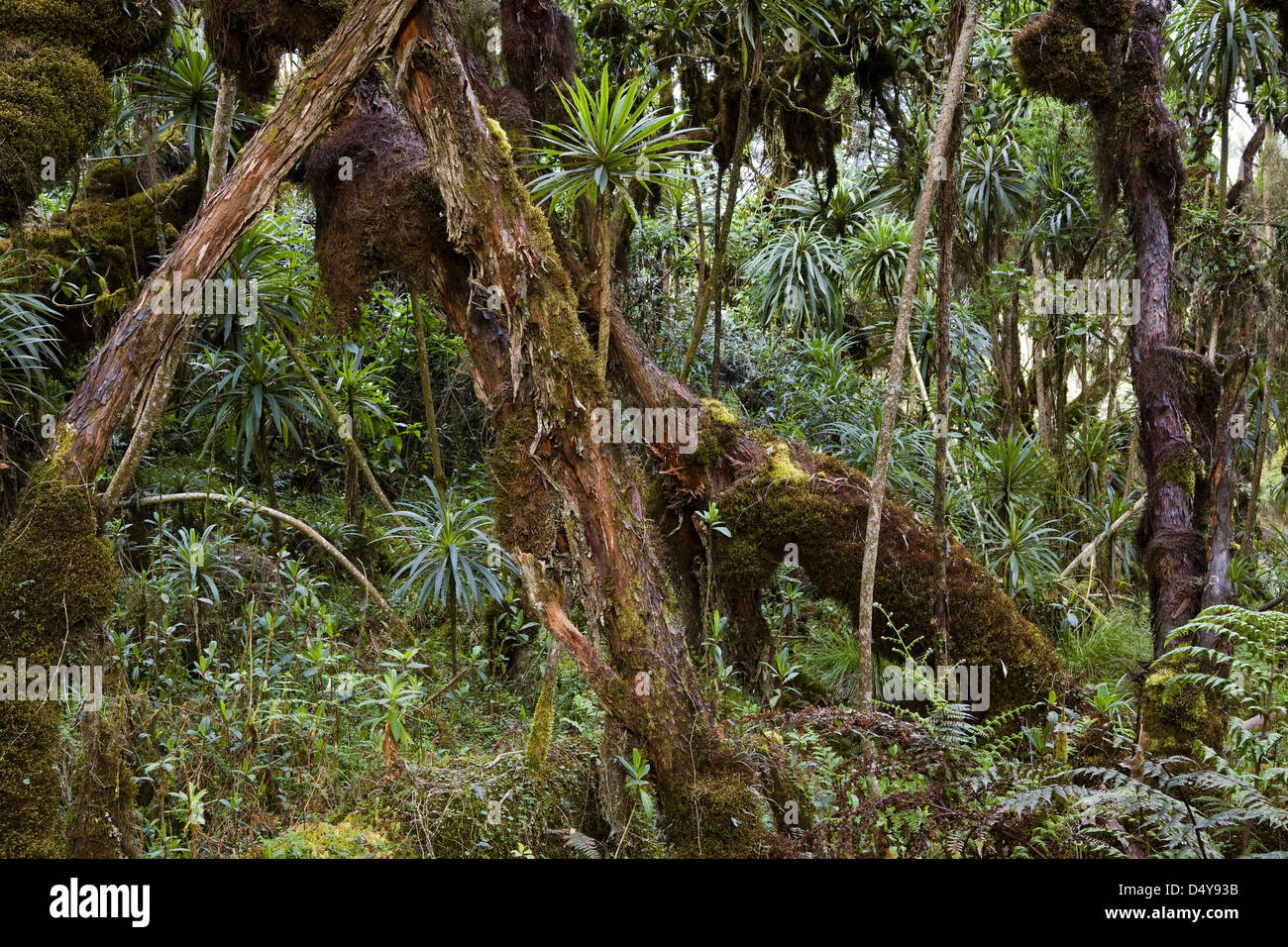 In den dichten Wald von Erika des Ruwenzori, Uganda. Stockfoto