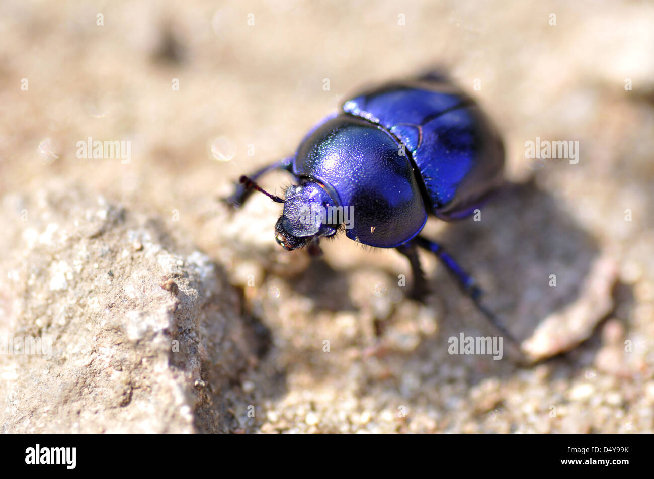 Nahaufnahme eines Käfers mit selektiven Fokus. Stockfoto
