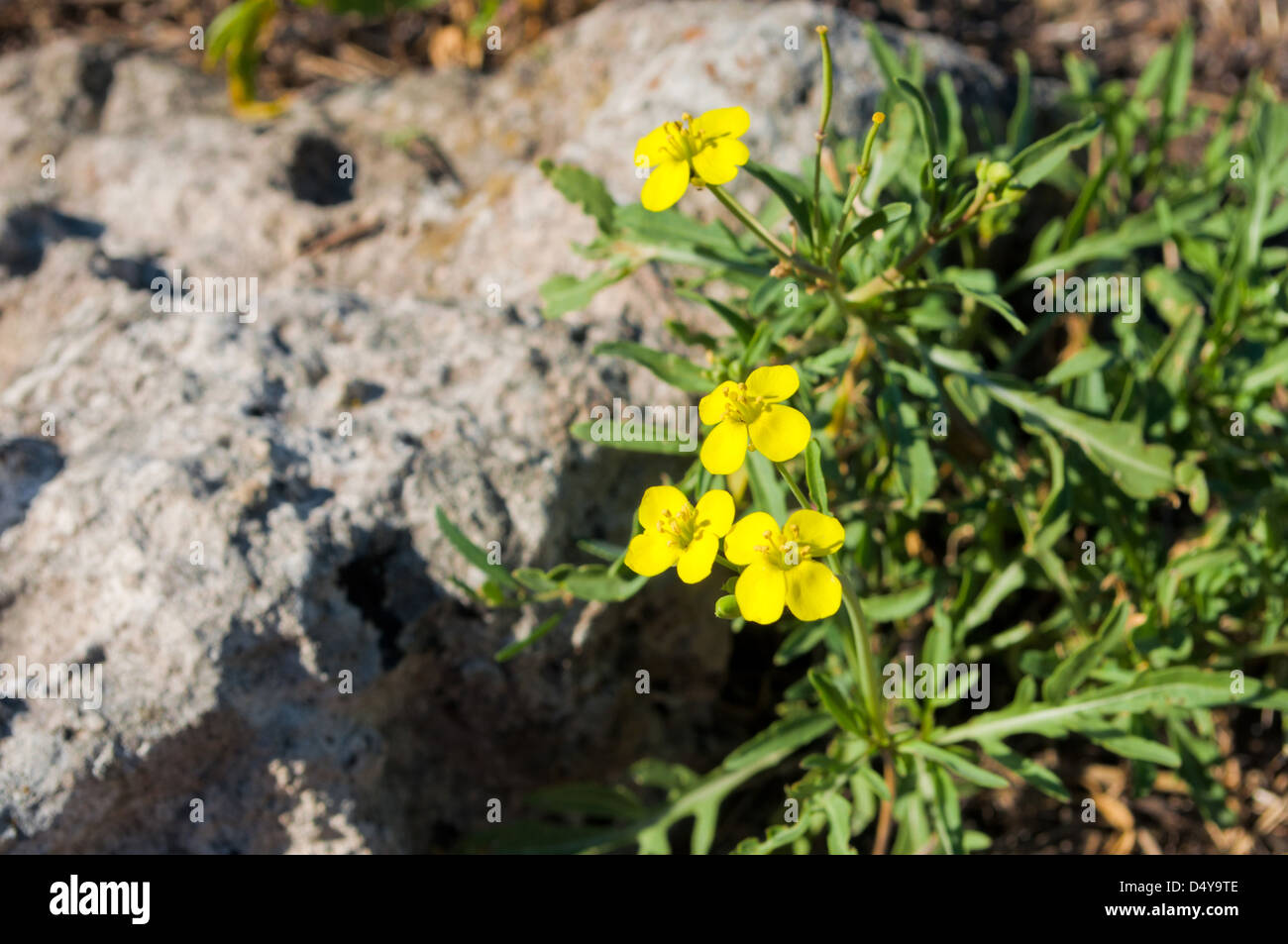 kleine gelbe Wildblumen unter großen Steinen Stockfoto