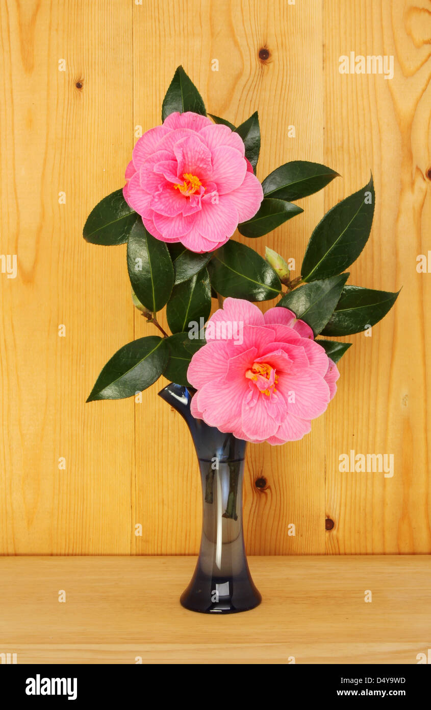 Kamelie und Laub in einer Vase vor einem Hintergrund aus Kiefernholz Stockfoto