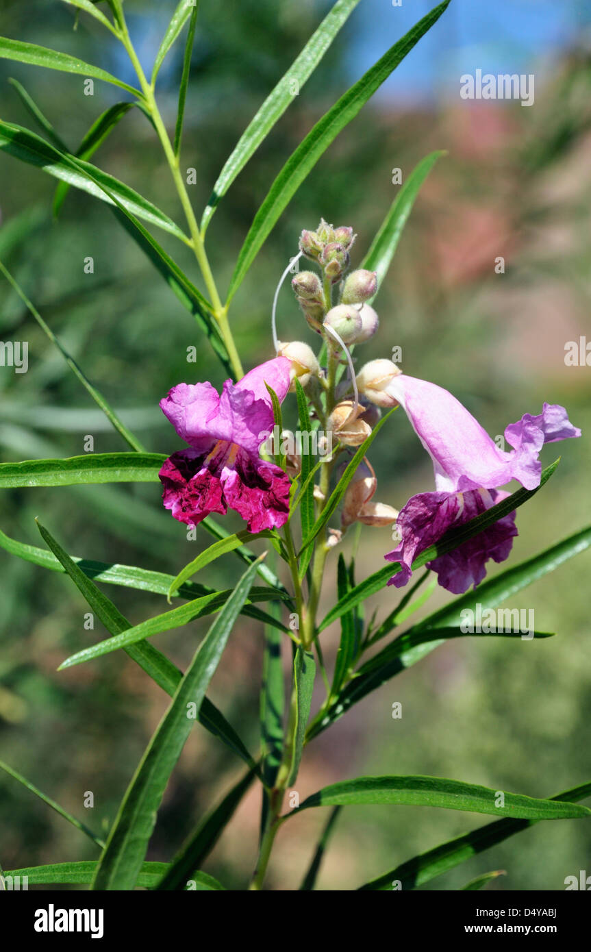 Beliebt als zierpflanze -Fotos und -Bildmaterial in hoher Auflsung  Alamy